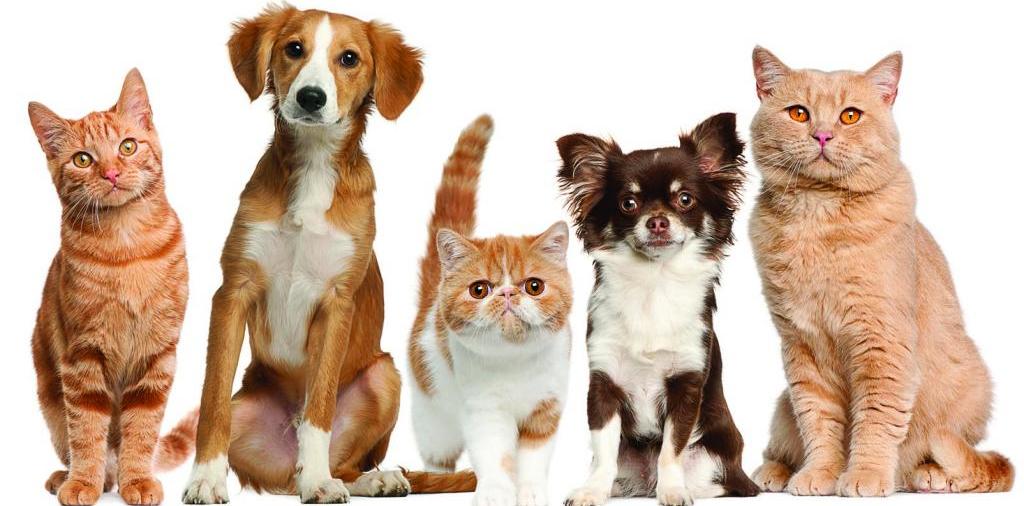 Доска объявлений о животных | ЗооТом - продажа, вязка и услуги для животных в Лангепасе