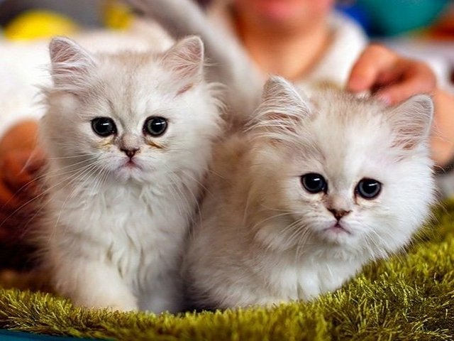 Породы кошек в Лангепасе | ЗооТом портал о животных