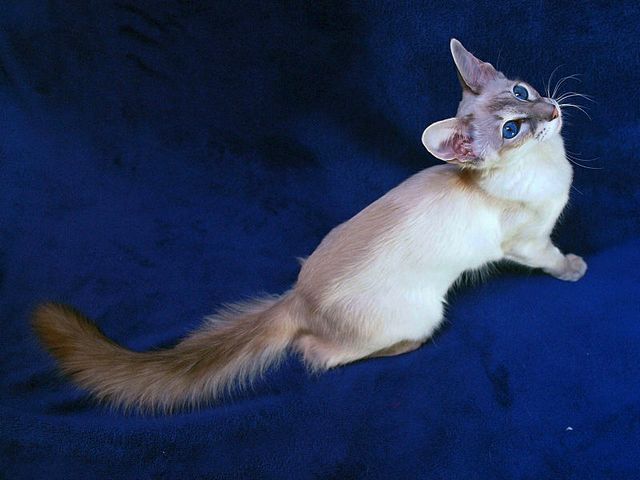 Выведенные породы кошек в Лангепасе | ЗооТом портал о животных