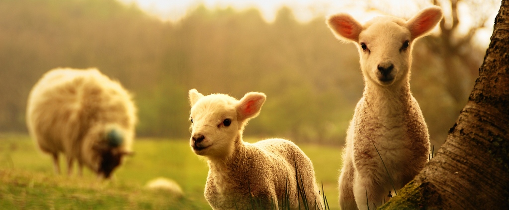 Объявления о сельскохозяйственных животных | ЗооТом - продажа, вязка и услуги для животных в Лангепасе