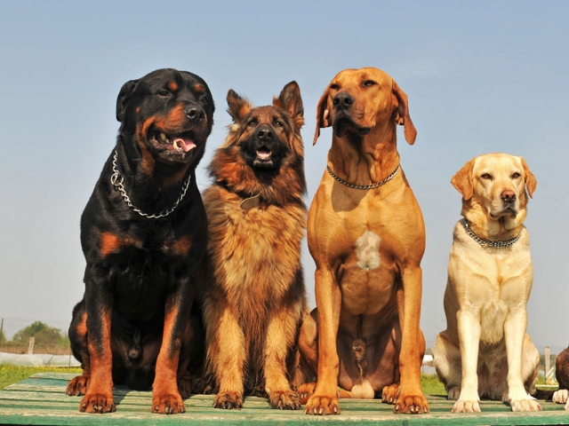 Крупные породы собак в Лангепасе | ЗооТом портал о животных