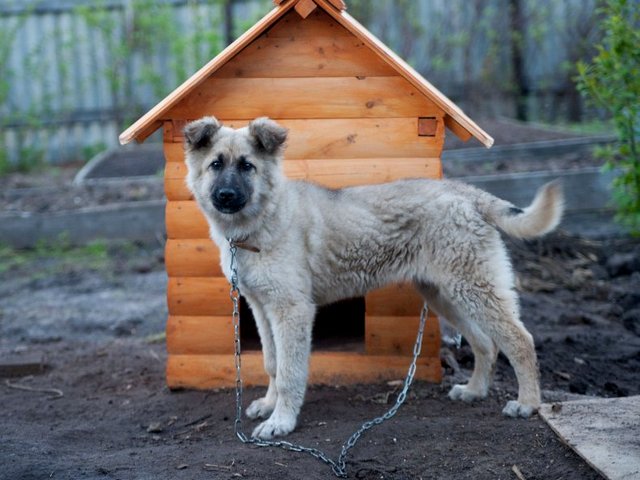 Все о собаках в Лангепасе